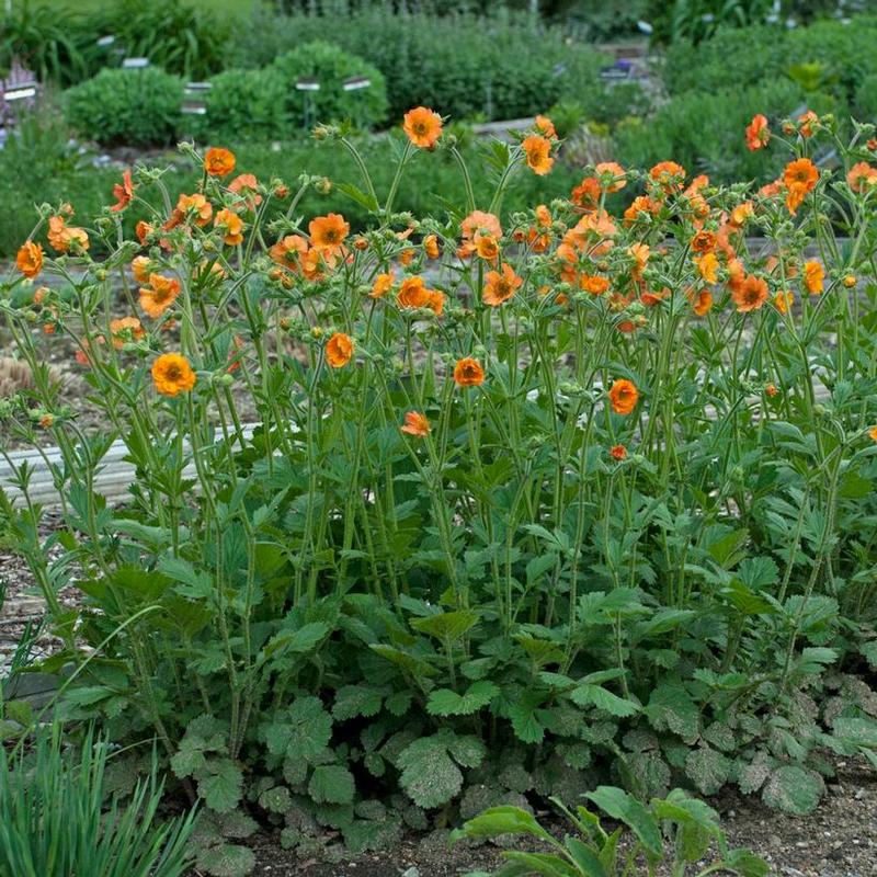 Geum x Tim's Tangerine