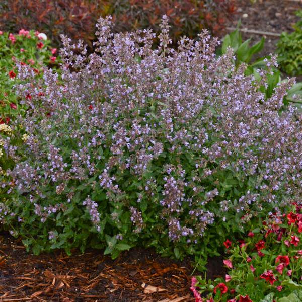 Nepeta faassenii Cat's Meow