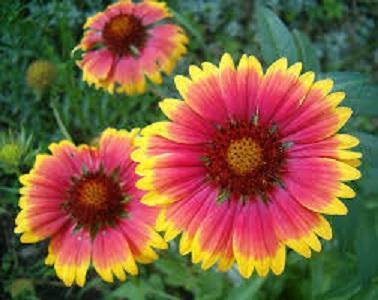 Gaillardia aristata 