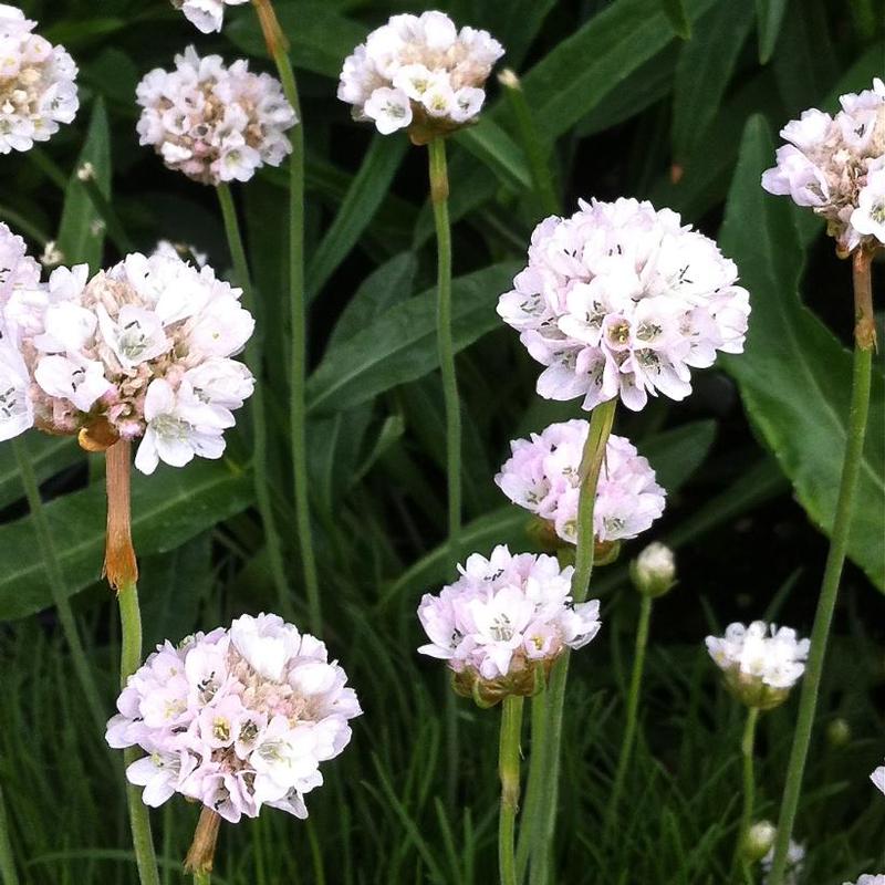 Armeria maritima Alba