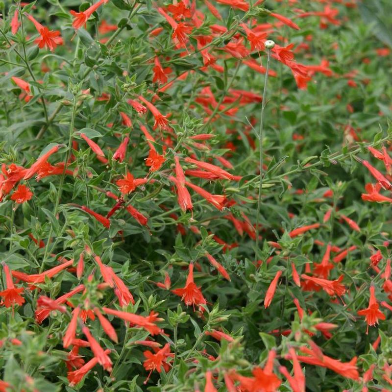 Zauschneria garrettii 'Orange Carpet' California Fuchsia from Antheia ...