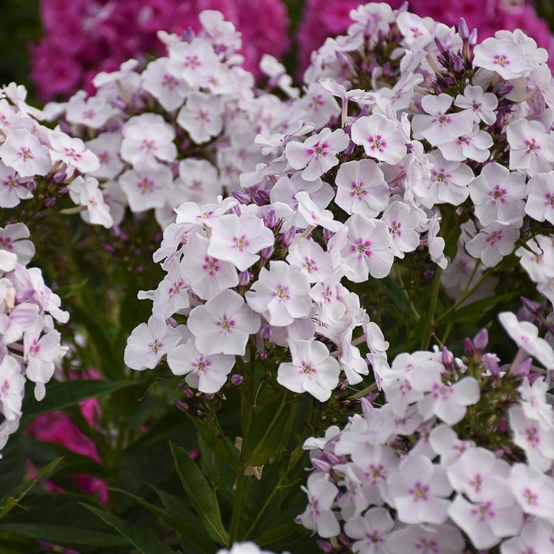 Phlox paniculata Garden Girls® Party Girl