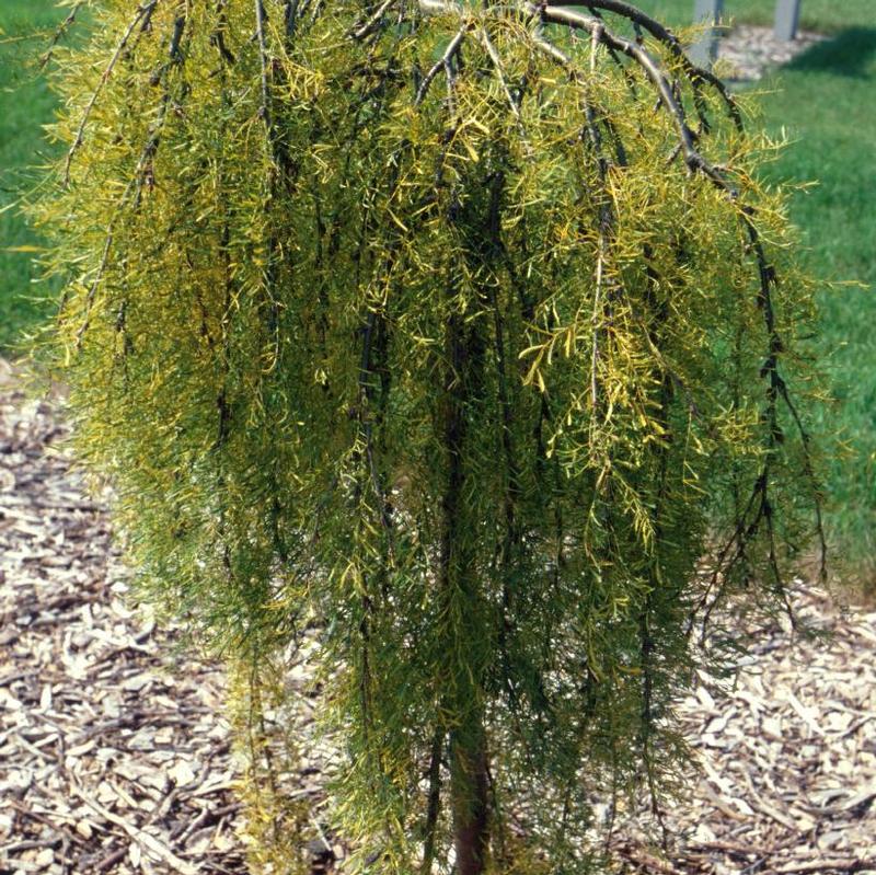 Caragana arborescens Walker