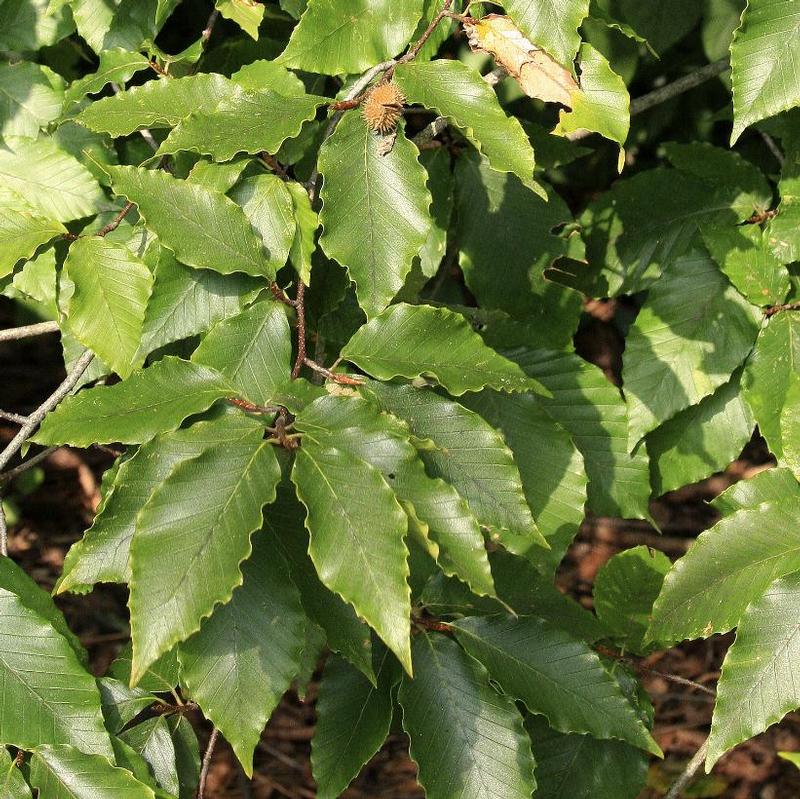 Fagus grandifolia 