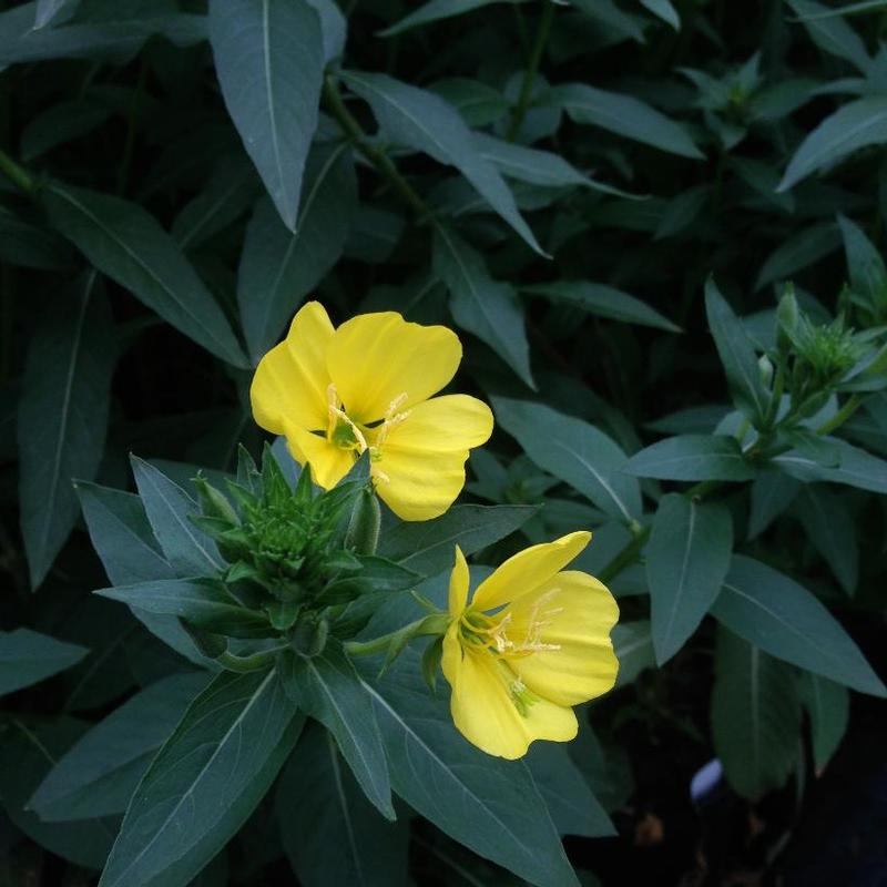 Oenothera biennis 