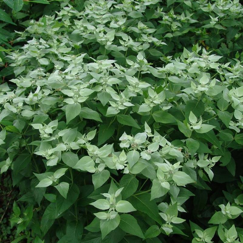 Pycnanthemum muticum 