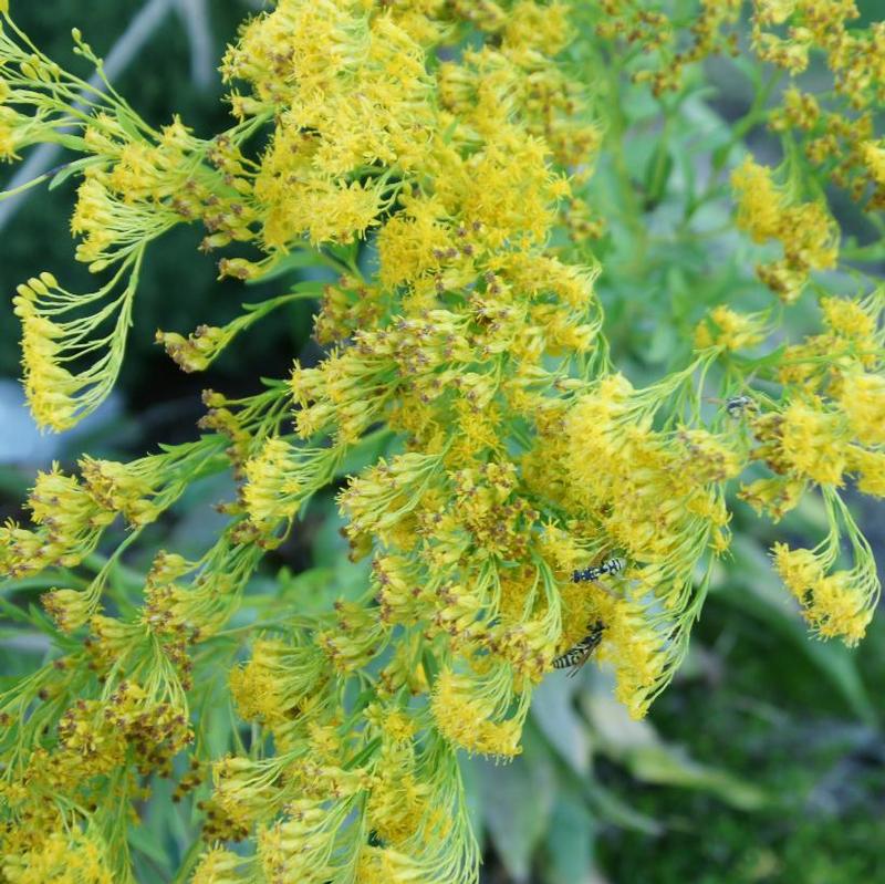 Solidago rigida 