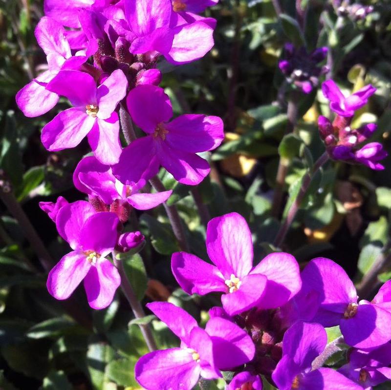 Arabis blepharophylla Spring Charm