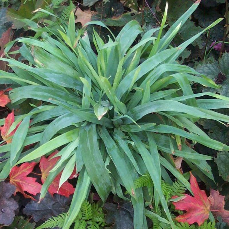 Carex platyphylla 