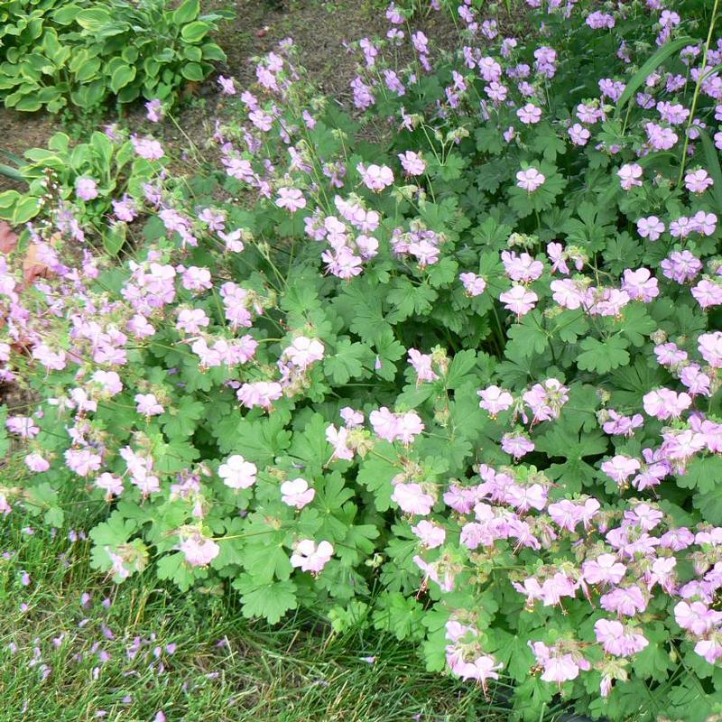 Geranium x cantabrigiense Biokovo