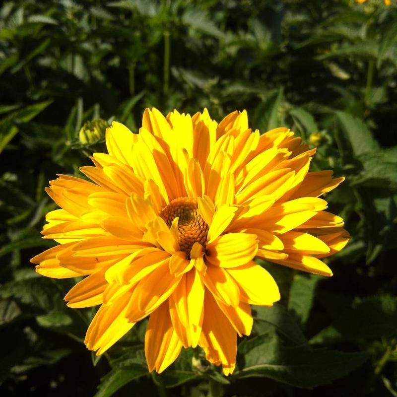 Heliopsis helianthoides var. scabra Sommersonne