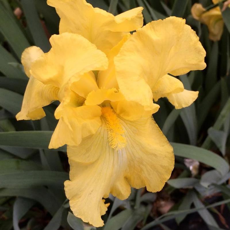 Iris germanica Harvest of Memories