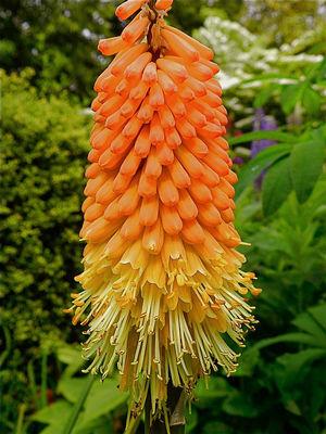 Kniphofia uvaria 