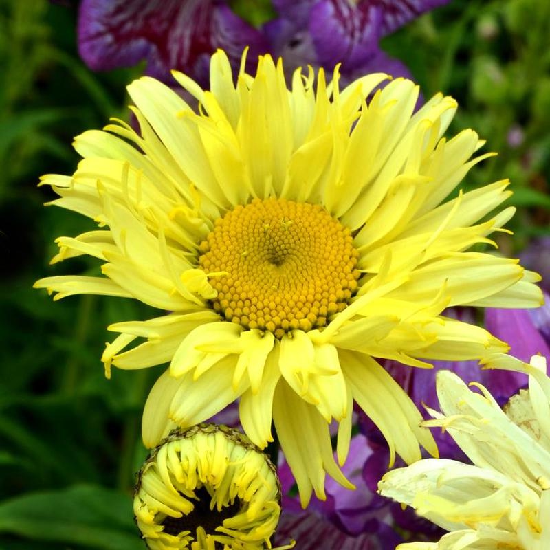 Leucanthemum x superbum Goldfinch