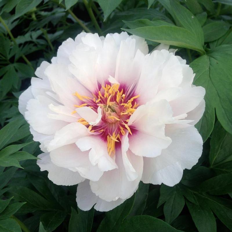 Paeonia itoh Cora Louise