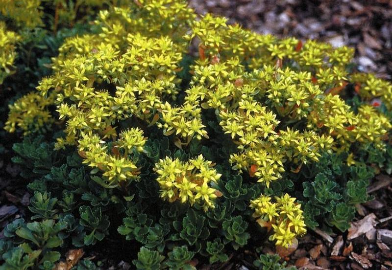 Sedum hybridum Czar's Gold