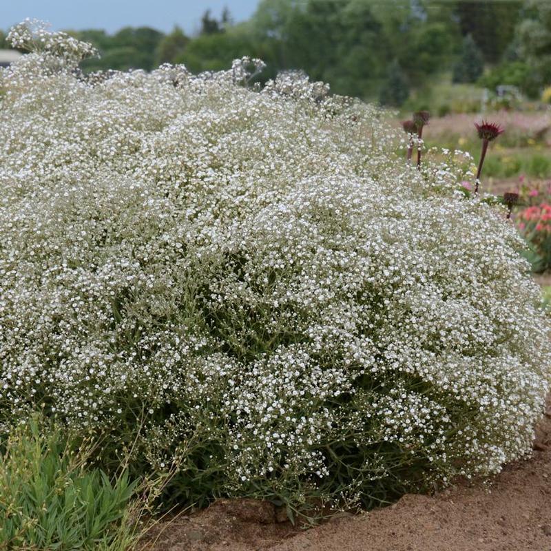 Gypsophila x ESM Chispa