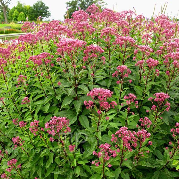 Eupatorium maculatum 