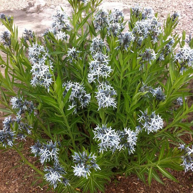 Amsonia tabernaemontana 