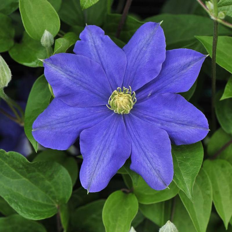 Clematis Fujimusume