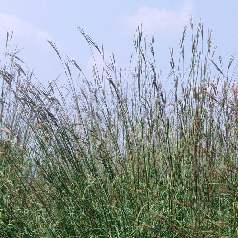 Andropogon gerardii 