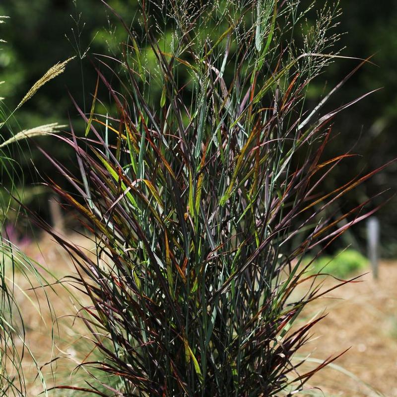 Panicum virgatum Hot Rod