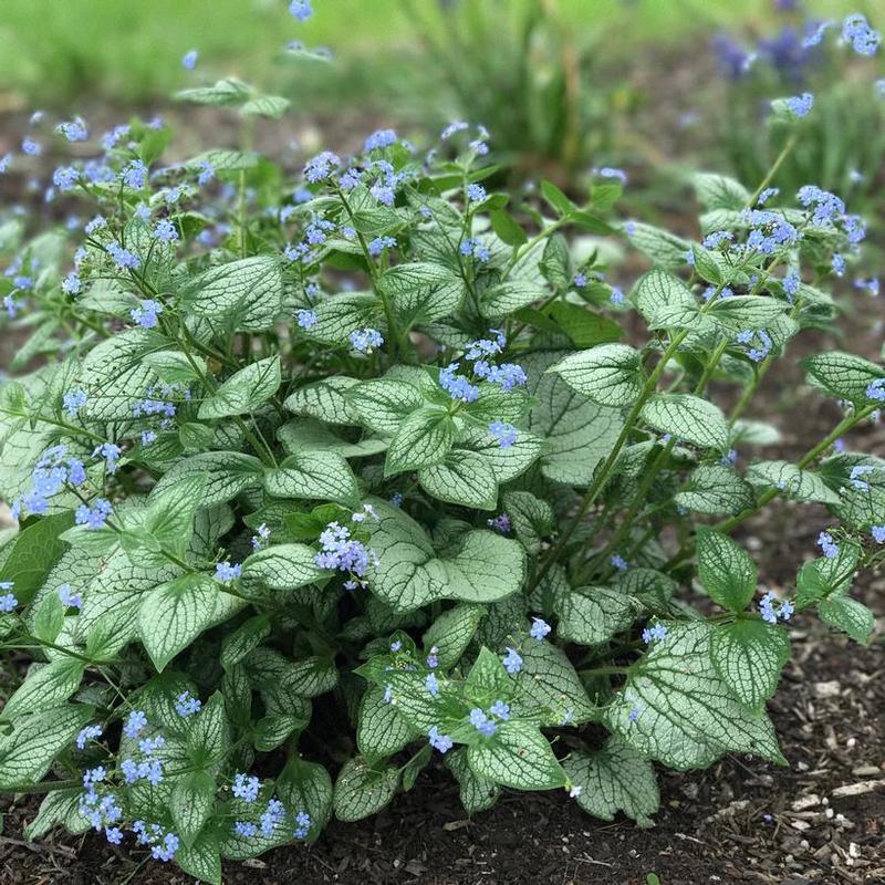 Brunnera macrophylla Sea Heart