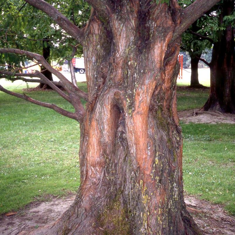 Taxodium distichum 