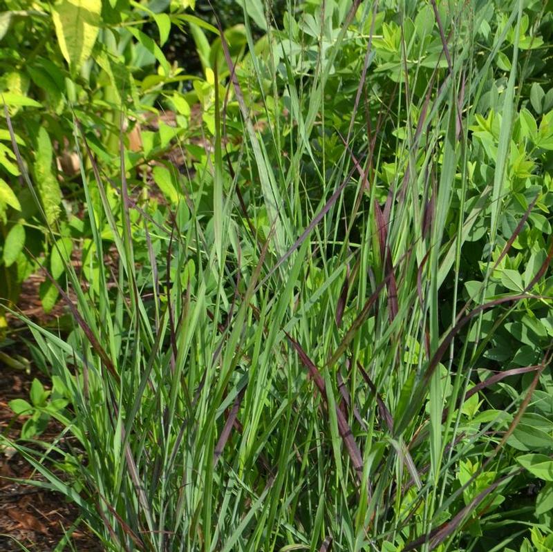 Panicum virgatum RR1