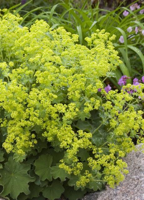 Alchemilla mollis 