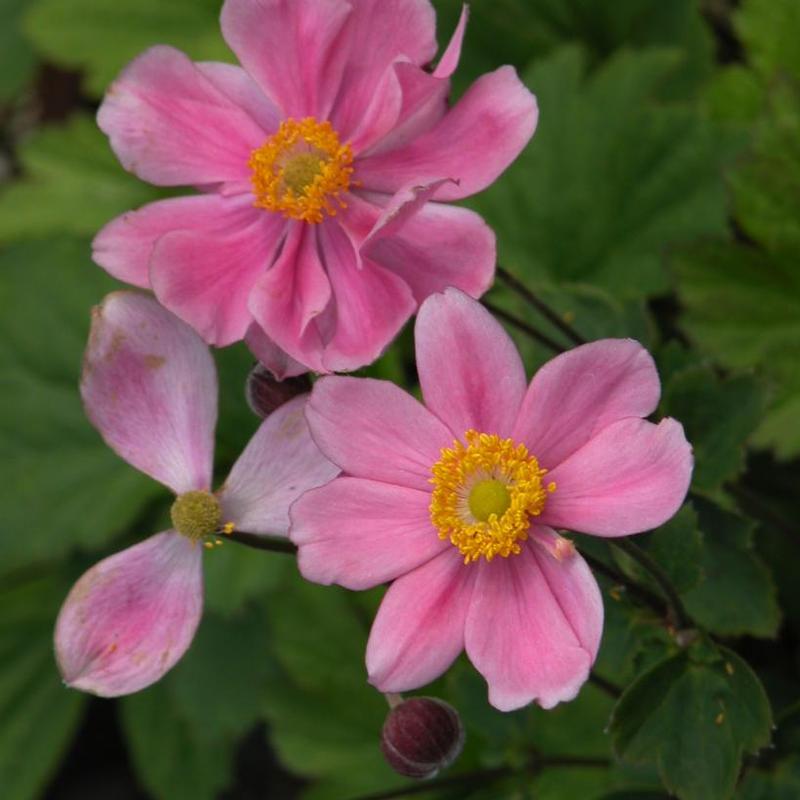 Anemone hupehensis Pretty Lady™ Prinz Heinrich