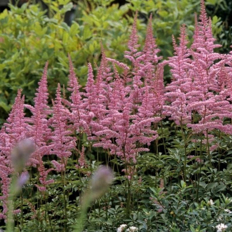 Astilbe arendsii Cattleya