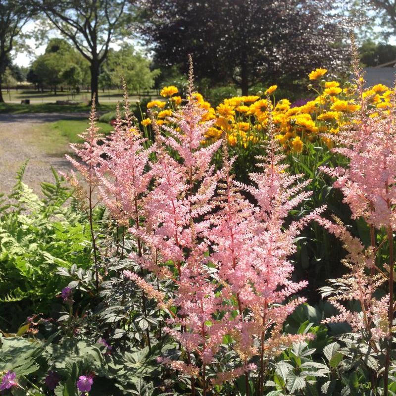 Astilbe arendsii Erica