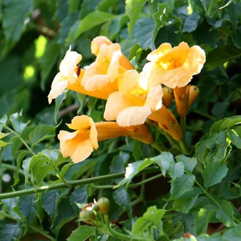 Campsis radicans Flava