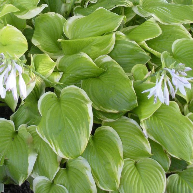 Hosta Fragrant Bouquet