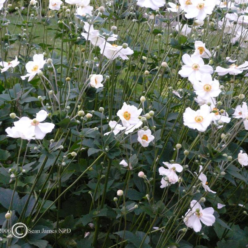 Anemone x hybrida Honorine Jobert