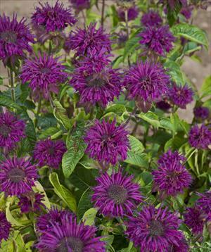 Monarda didyma Purple Rooster