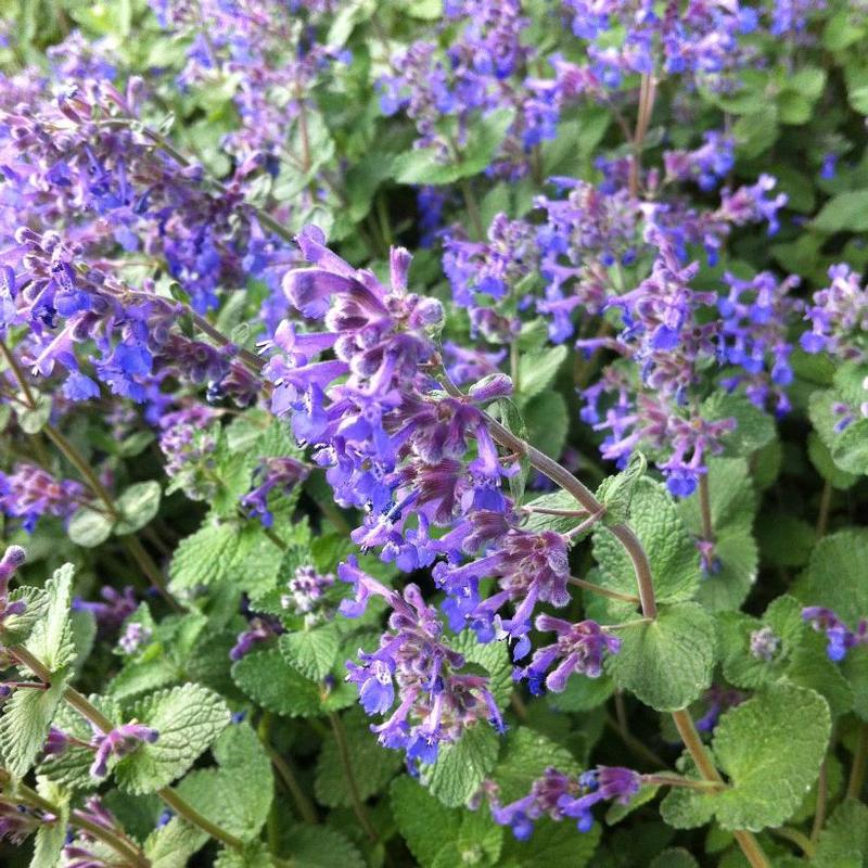 Nepeta faassenii Walker's Low