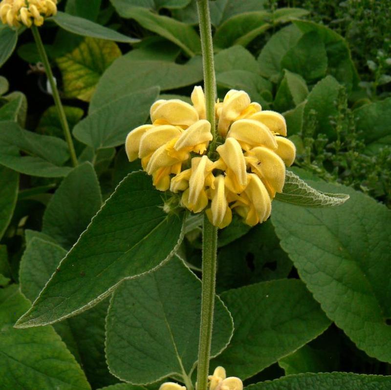 Phlomis russeliana 