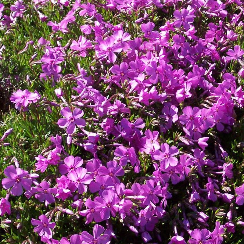 Phlox subulata Emerald Pink