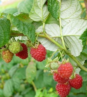 Rubus ideaus var. strigosus 