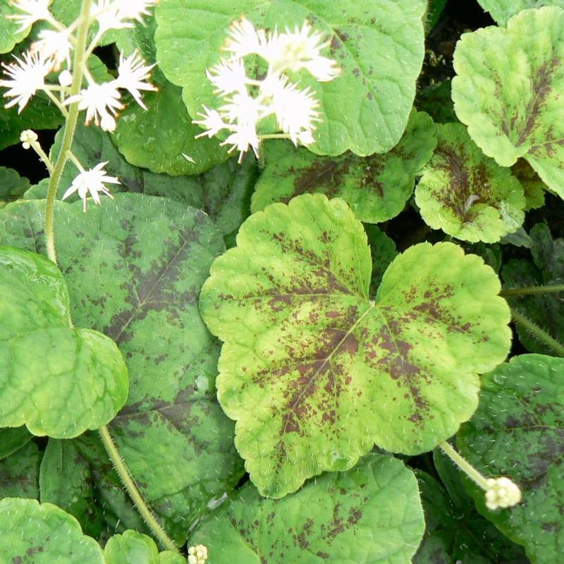 Tiarella cordifolia Running Tapestry