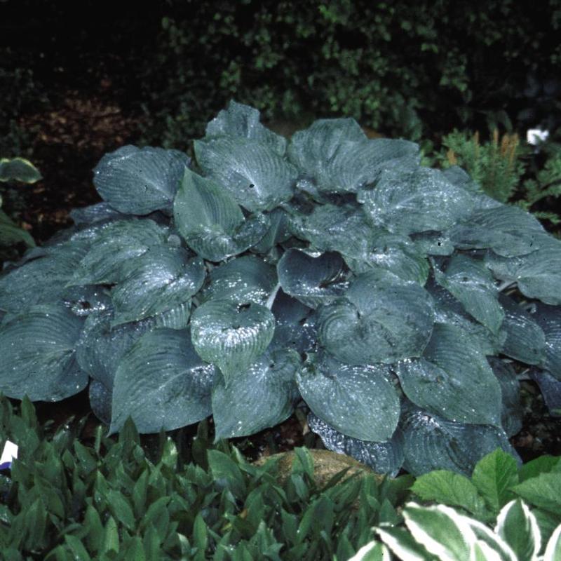 Hosta Blue Mammoth