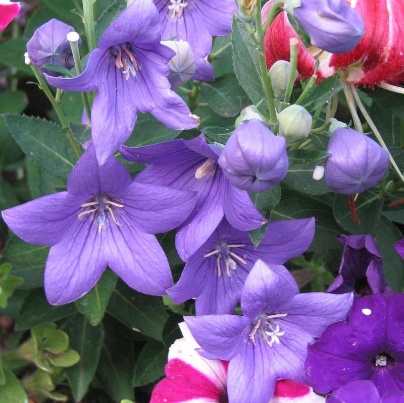 Platycodon grandiflorus Astra Astra Blue