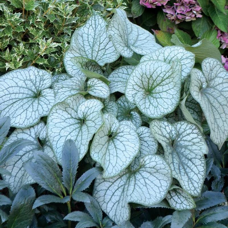 Brunnera macrophylla Alexander's Great