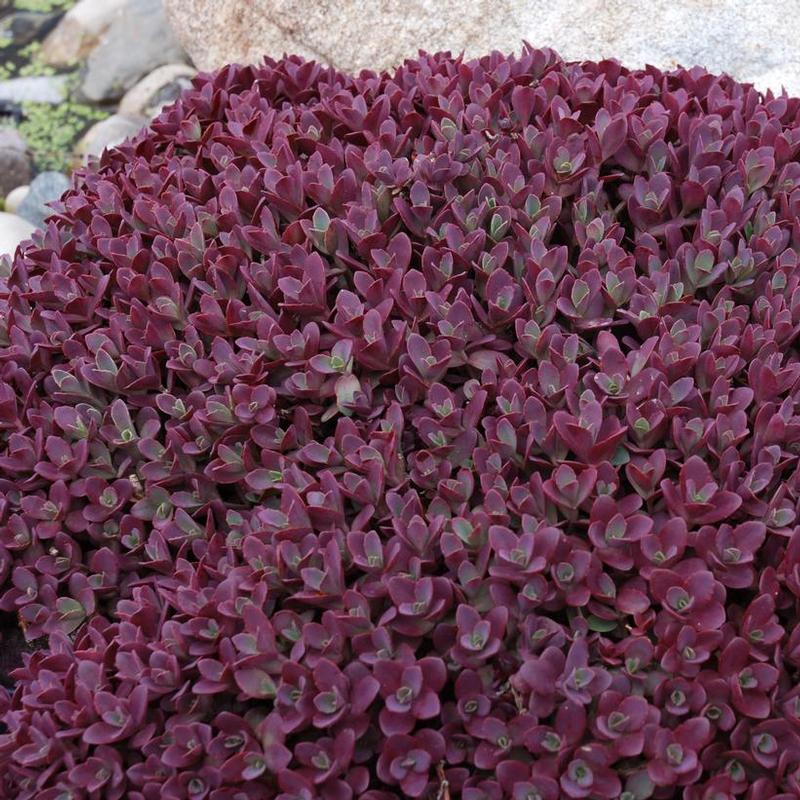 Sedum x Sunsparkler® Firecracker