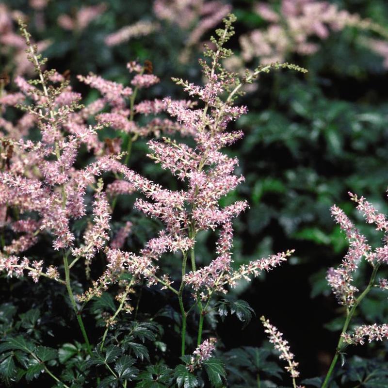 Astilbe simplicifolia Sprite