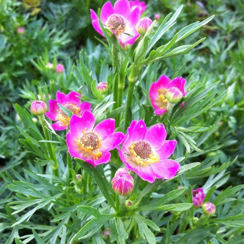 Anemone multifida Rubra