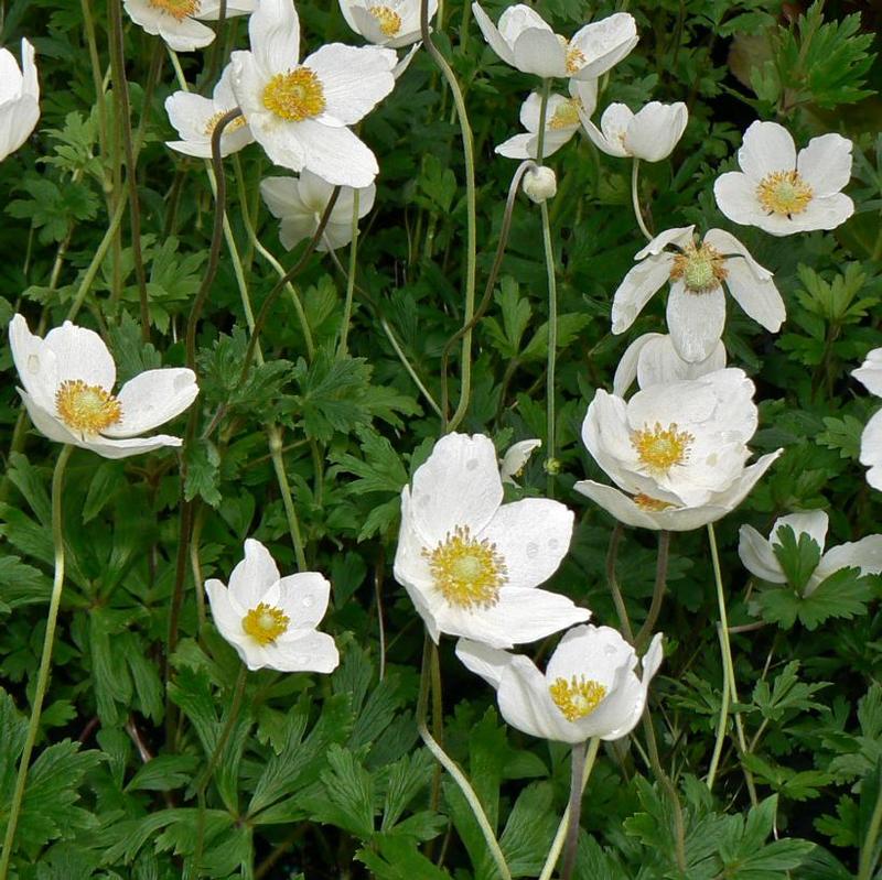 Anemone sylvestris 