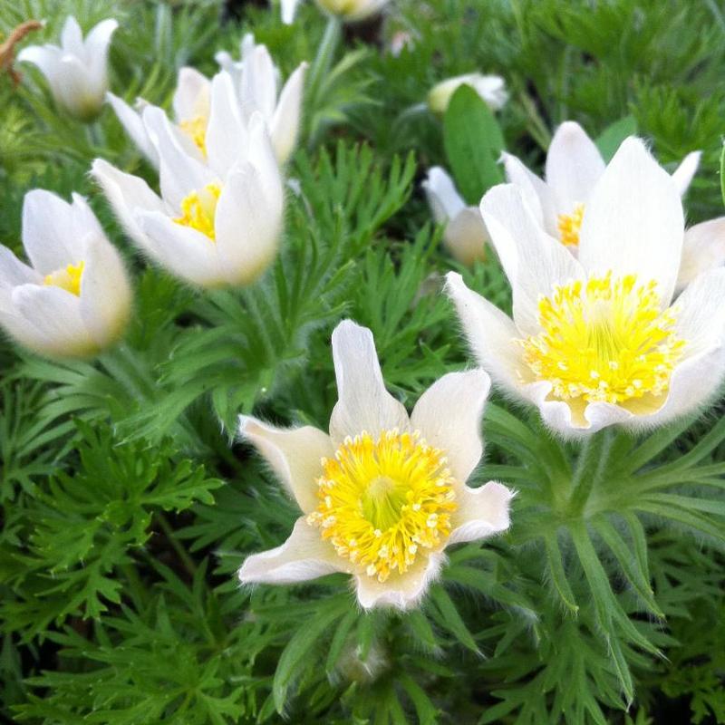 Anemone pulsatilla vulgaris Alba